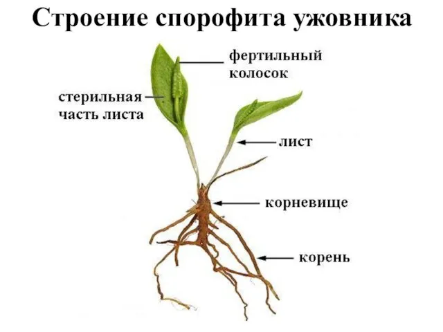 Строение спорофита ужовника