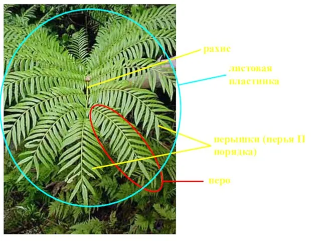 перышки (перья II порядка) рахис перо листовая пластинка