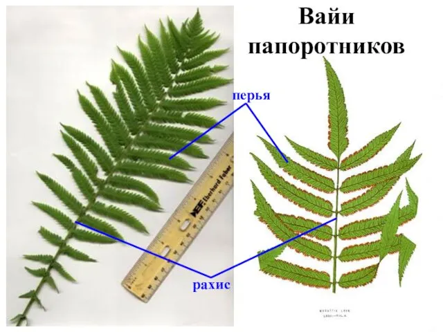 Вайи папоротников рахис перья