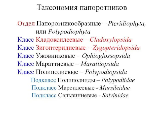 Таксономия папоротников Отдел Папоротникообразные – Pteridiophyta, или Polypodiophyta Класс Кладоксилеевые