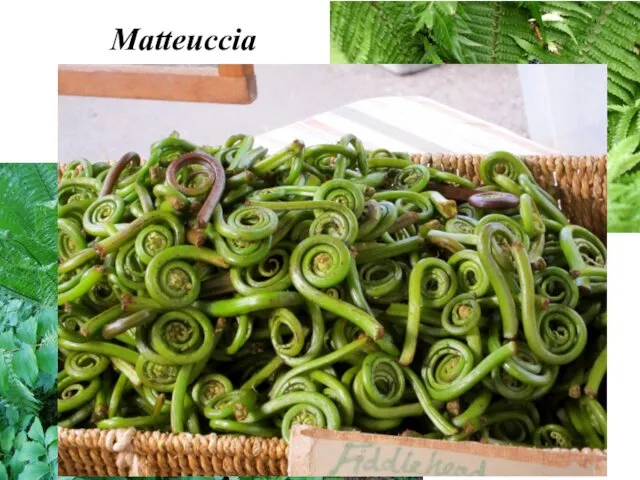 Matteuccia