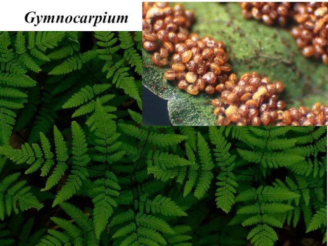 Gymnocarpium