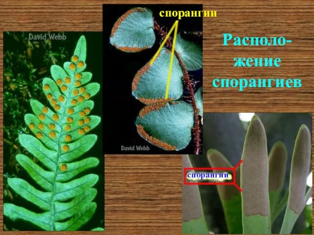 Располо-жение спорангиев спорангии спорангии