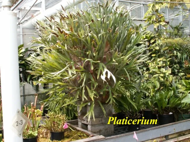 Platicerium