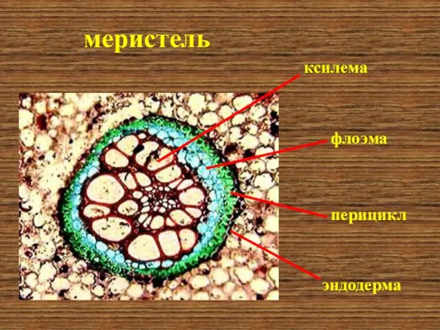 меристель ксилема флоэма перицикл эндодерма