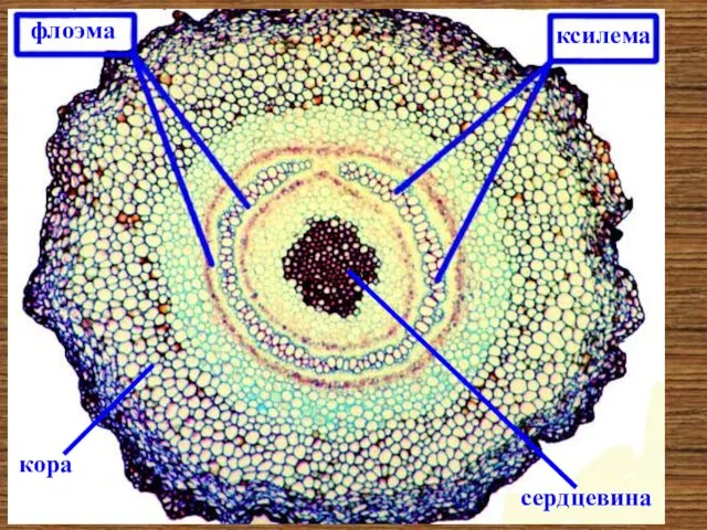 сифоностель флоэма ксилема кора сердцевина