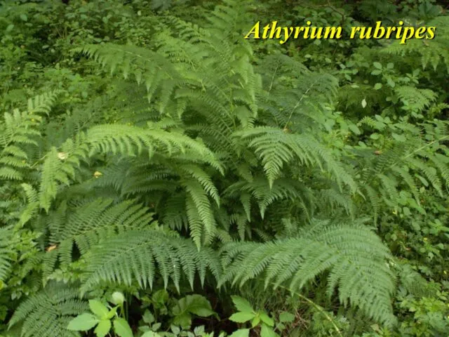 Athyrium rubripes