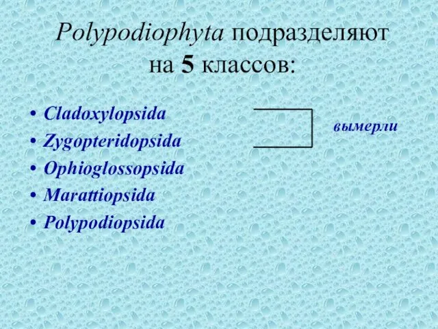 Cladoxylopsida Zygopteridopsida Ophioglossopsida Marattiopsida Polypodiopsida Polypodiophyta подразделяют на 5 классов: вымерли