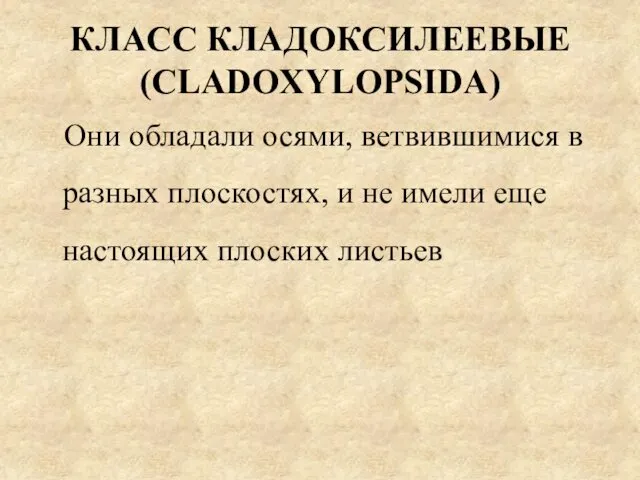 КЛАСС КЛАДОКСИЛЕЕВЫЕ (CLADOXYLOPSIDA) Они обладали осями, ветвившимися в разных плоскостях,