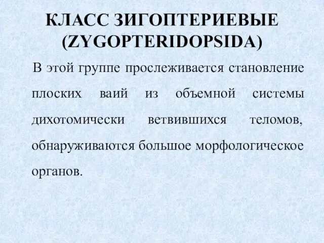 КЛАСС ЗИГОПТЕРИЕВЫЕ (ZYGOPTERIDOPSIDA) В этой группе прослеживается становление плоских ваий