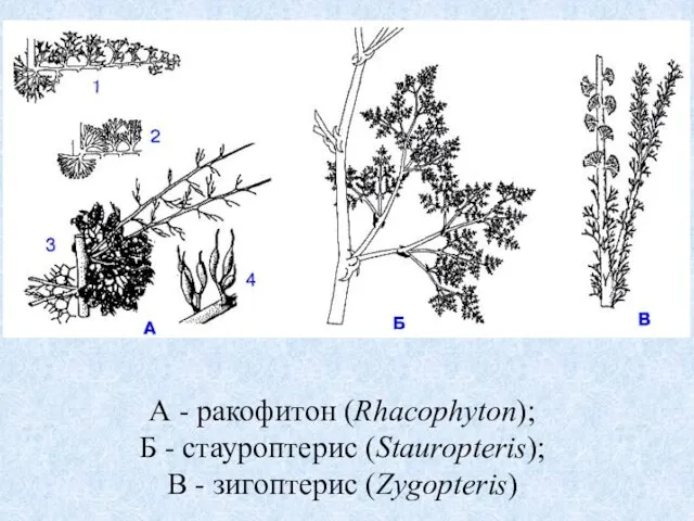 А - ракофитон (Rhacophyton); Б - стауроптерис (Stauropteris); В - зигоптерис (Zygopteris)