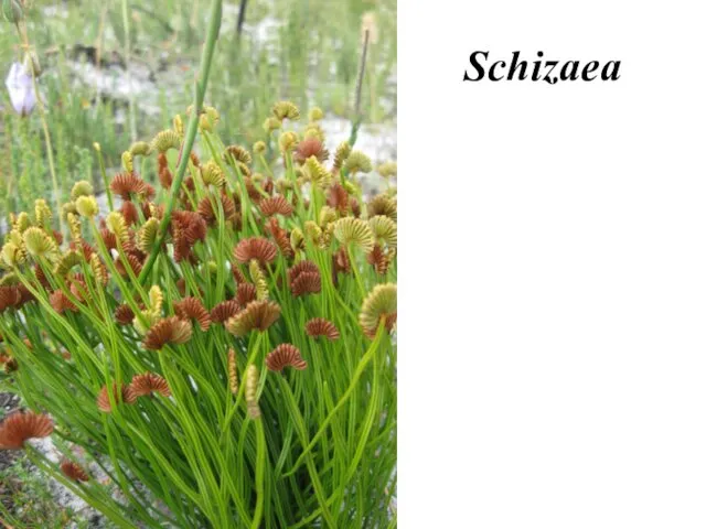 Schizaea