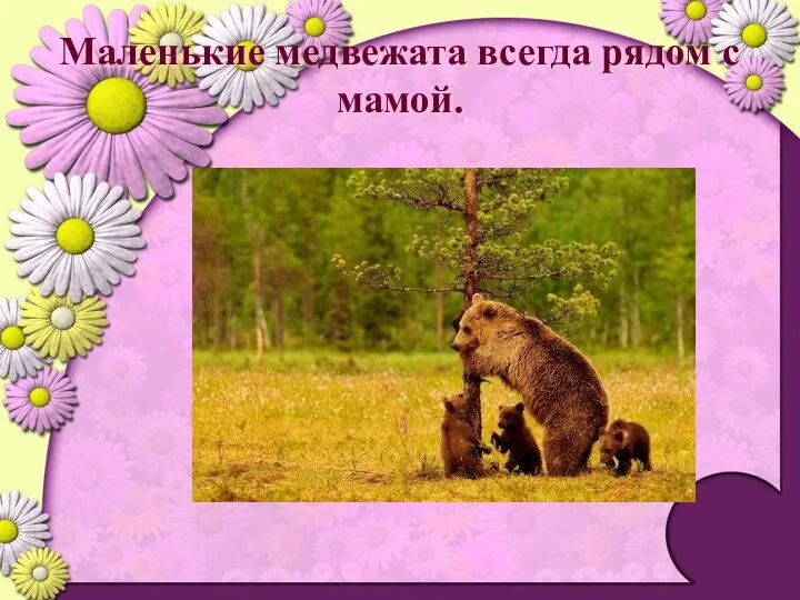 Маленькие медвежата всегда рядом с мамой.