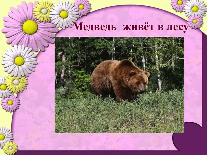 Медведь живёт в лесу