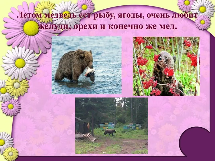 Летом медведь ест рыбу, ягоды, очень любит желуди, орехи и конечно же мед.