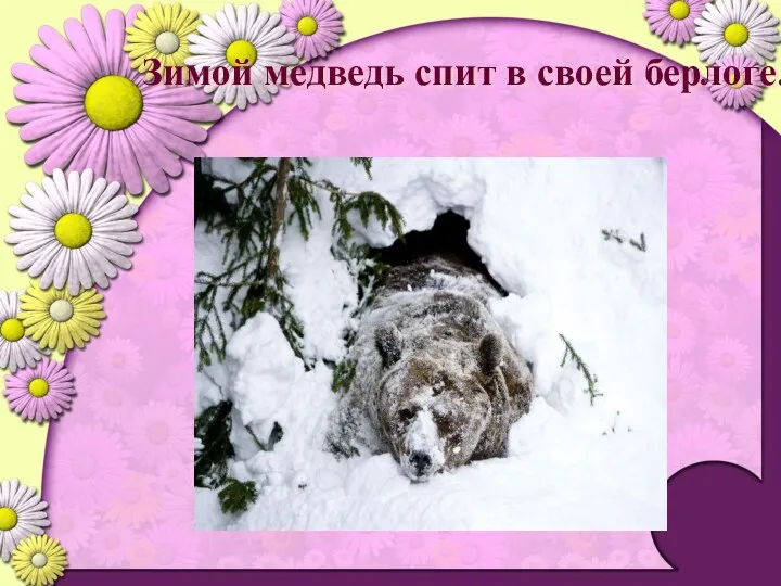 Зимой медведь спит в своей берлоге.