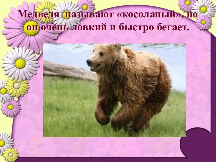 Медведя называют «косолапый», но он очень ловкий и быстро бегает.