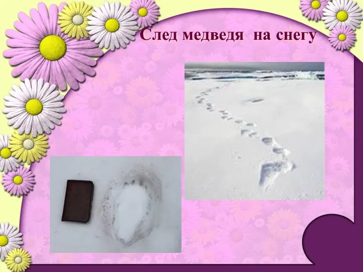 След медведя на снегу