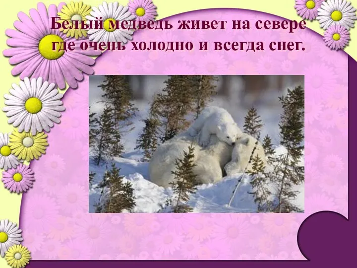 Белый медведь живет на севере где очень холодно и всегда снег.