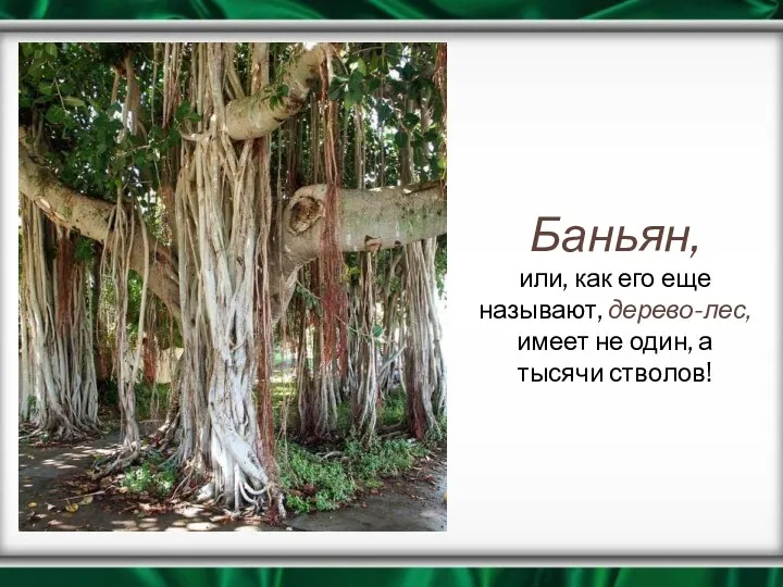 Баньян, или, как его еще называют, дерево-лес, имеет не один, а тысячи стволов!