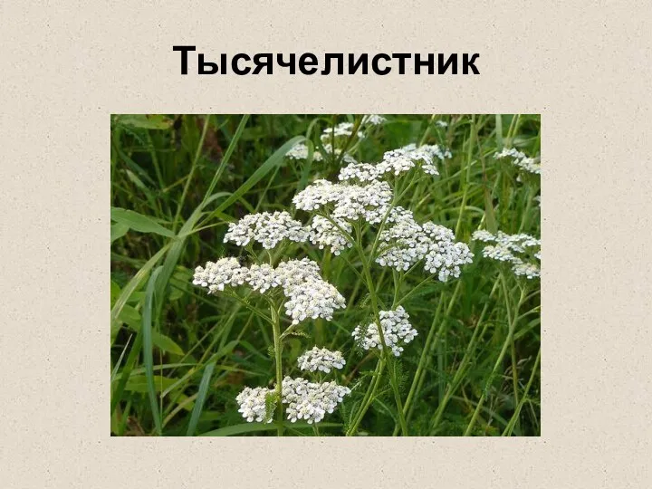 Тысячелистник