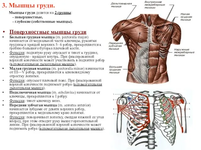 3. Мышцы груди. Мышцы груди делятся на 2 группы: - поверхностные, - глубокие