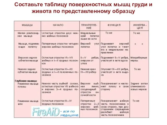 Составьте таблицу поверхностных мышц груди и живота по представленному образцу