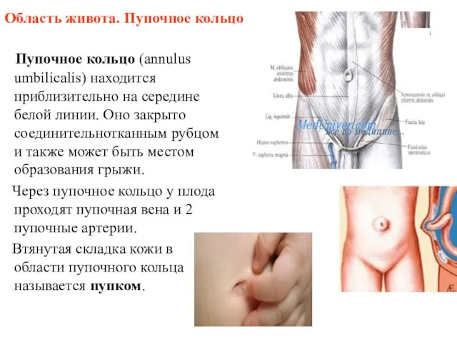 Область живота. Пупочное кольцо Пупочное кольцо (annulus umbilicalis) находится приблизительно