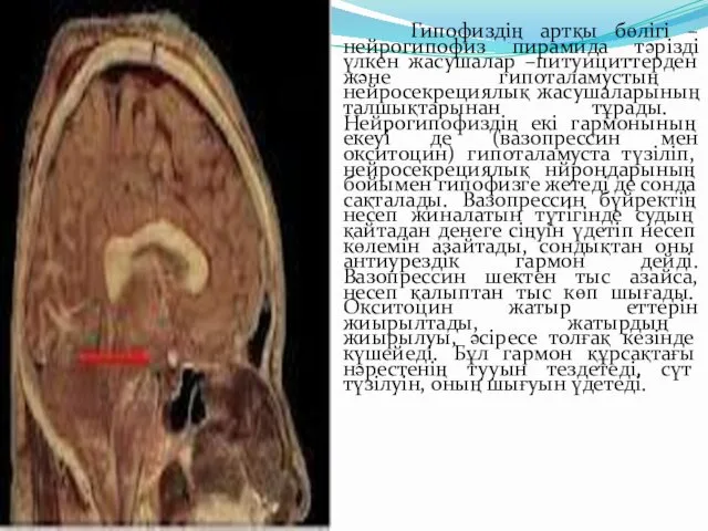 Гипофиздің артқы бөлігі –нейрогипофиз пирамида тәрізді үлкен жасушалар –питуициттерден және