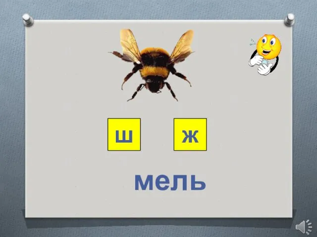 ш ж мель