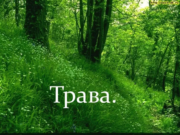 т Трава.