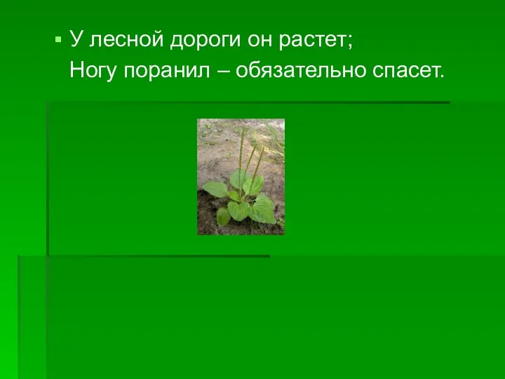 У лесной дороги он растет; Ногу поранил – обязательно спасет.