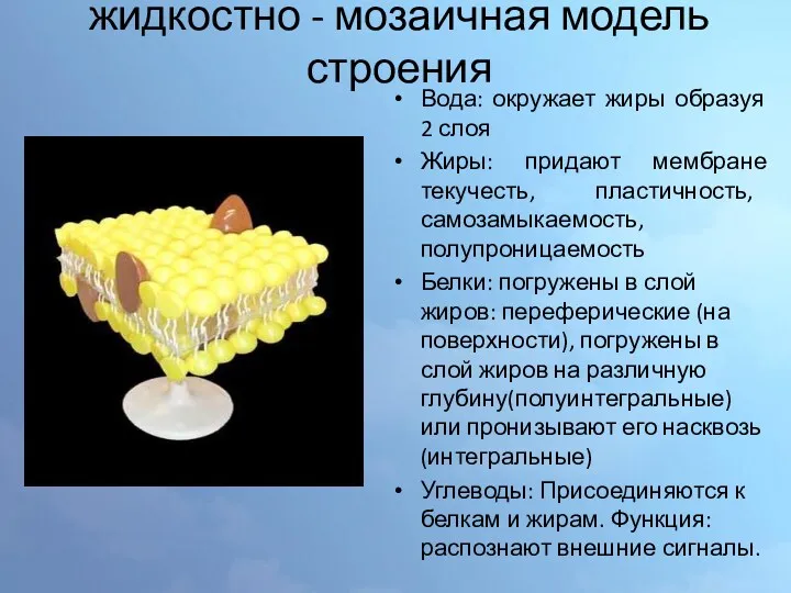 жидкостно - мозаичная модель строения Вода: окружает жиры образуя 2