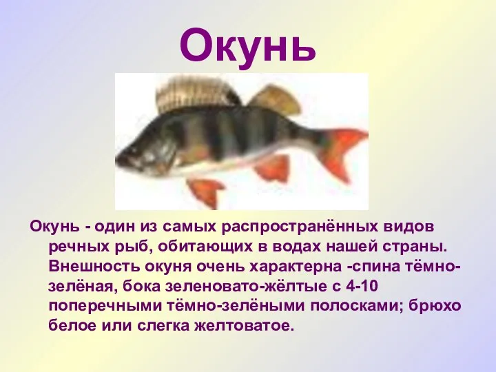 Окунь Окунь - один из самых распространённых видов речных рыб,