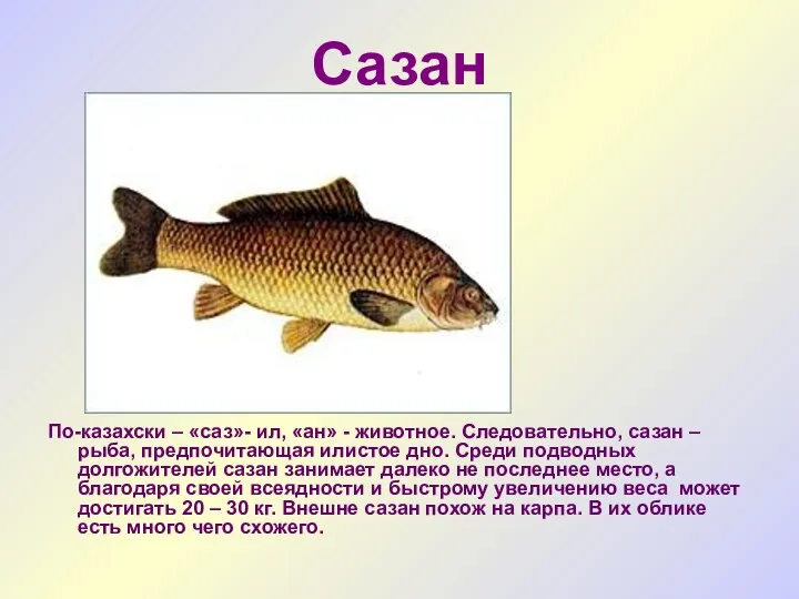 Сазан По-казахски – «саз»- ил, «ан» - животное. Следовательно, сазан