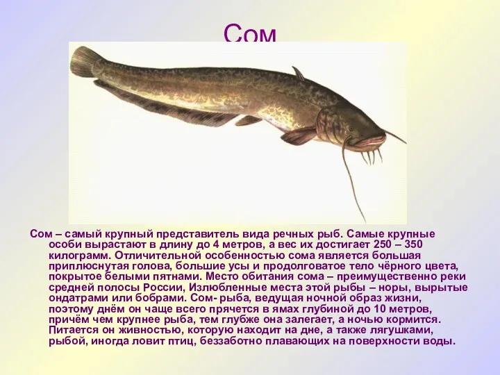 Сом Сом – самый крупный представитель вида речных рыб. Самые