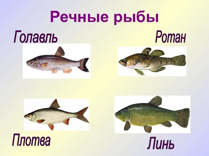 Речные рыбы Линь Плотва Голавль Ротан