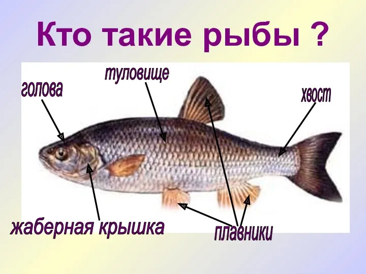 Кто такие рыбы ? туловище хвост плавники голова жаберная крышка