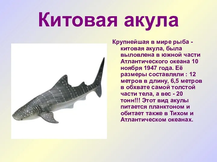 Китовая акула Крупнейшая в мире рыба - китовая акула, была