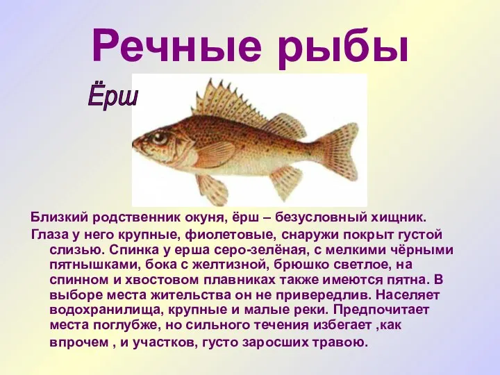 Речные рыбы Близкий родственник окуня, ёрш – безусловный хищник. Глаза