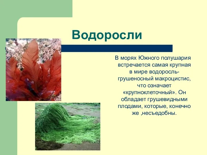 Водоросли В морях Южного полушария встречается самая крупная в мире