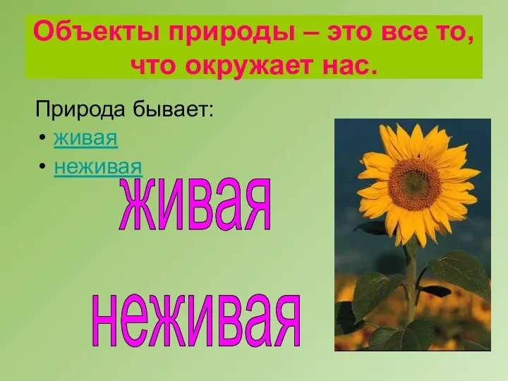 Объекты природы – это все то, что окружает нас. Природа бывает: живая неживая живая неживая