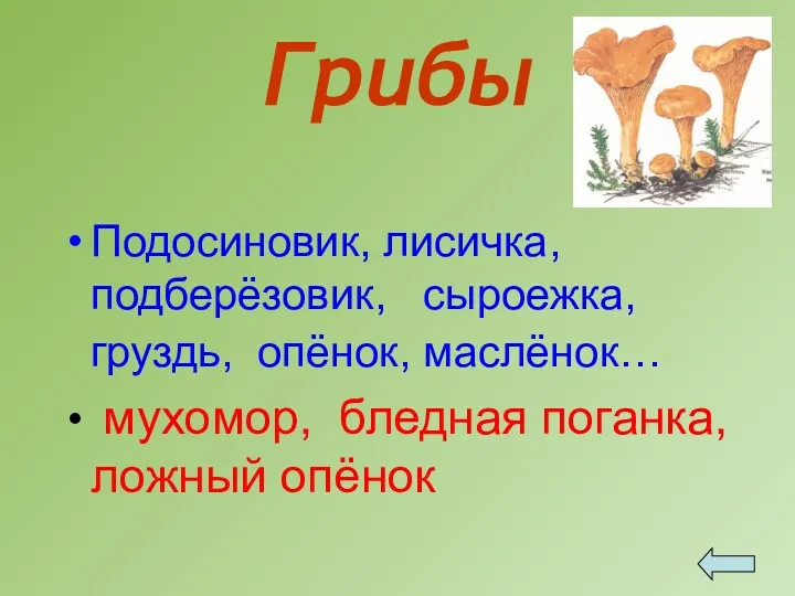 Грибы Подосиновик, лисичка, подберёзовик, сыроежка, груздь, опёнок, маслёнок… мухомор, бледная поганка, ложный опёнок