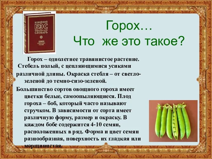 Горох… Что же это такое? Горох – однолетнее травянистое растение.