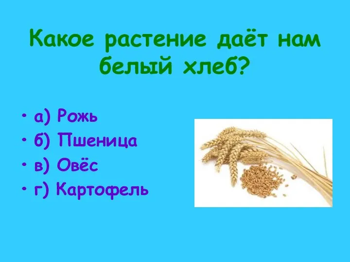Какое растение даёт нам белый хлеб? а) Рожь б) Пшеница в) Овёс г) Картофель