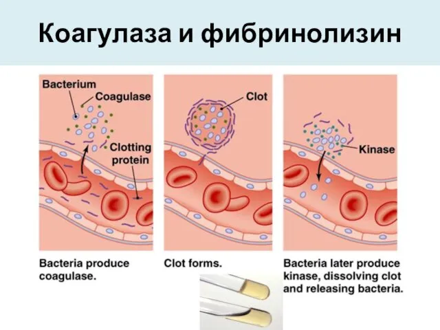 Коагулаза и фибринолизин