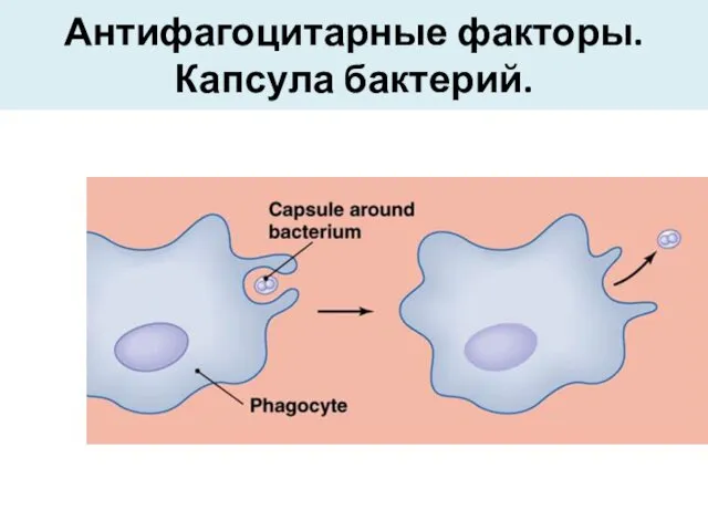 Антифагоцитарные факторы. Капсула бактерий.