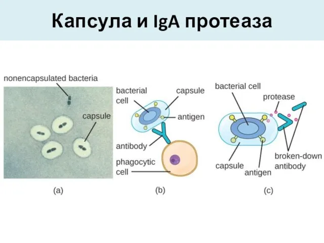 Капсула и IgA протеаза