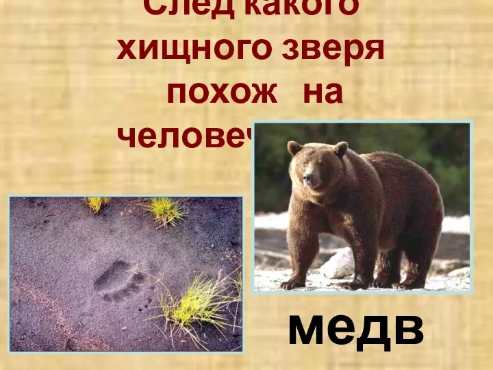 След какого хищного зверя похож на человеческий? медведя