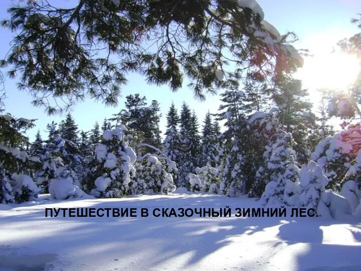 Путешествие в сказочный, зимний лес.